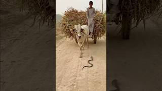 Cobra 🐍 in front bull ready