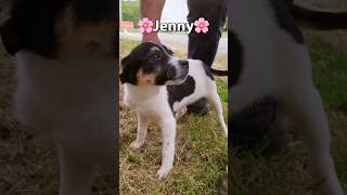 Jenny Cerca Casa | Meravigliosa Cucciola Tricolore In Canile #shorts #sos #adotta #dog #help #puppy