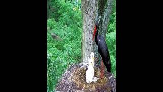 Kestrels attack young storks - Chim cắt tấn công cò non