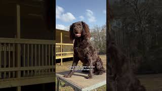 velvet was feeling herself 😭 #boykinspaniel #boykin #girldog #doglover #dogs