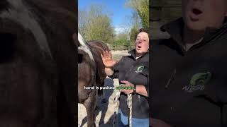 2 techniques for measuring your horse’s respiratory rate - EN Version