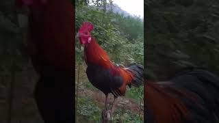 Tiếng gà gáy#rooster