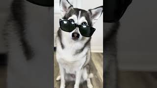 Sapphie the pomsky's mind when she sees treats: Bollywood edition