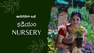 సరదాగా కాసేపు అలా కడియం లో?A Day at Kadiyam Nursery | Nature's Haven | కాడియం నర్సరీ #kadiyamnursery