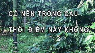 Trồng Cau Năm 2024: Lựa Chọn Thông Minh Hay Nguy Cơ Tiềm Ẩn?