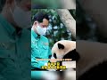 宋爺爺發帖，見到福寶很開心 大熊猫 大熊猫福宝 fubao panda