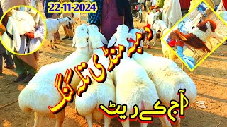 Talagang Dumba Mandi/Zero Size Turkey Dumba Kids Rates/Dumba Mandi New Update 2024/