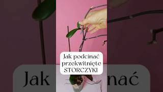 Jak podcinać storczyki #storczyk #storczyki #orchidea