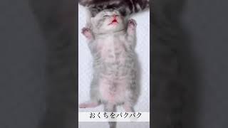 子猫の可愛すぎるヘソ天👼💕TikTok #shorts