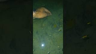 রাতে পুকুর থেকে মাছ ধরার অসাধারণ দৃশ্য। night fishing