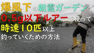 爆風下の朝霞ガーデンで0.5g以下ルアーを使って時速10匹以上釣っていくための方法