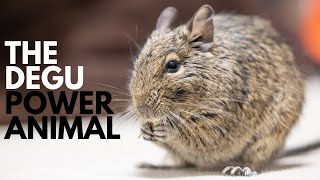 The Degu Power Animal