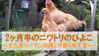 2ヶ月半のニワトリのひよこ～名古屋コーチン母鶏と休憩\u0026椅子登り～