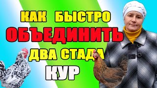 Как быстро  объединить два стада кур.