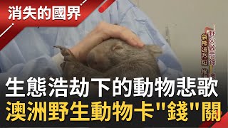 澳洲野火肆虐下的\