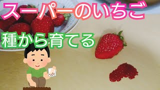 スーパーのいちご/種から育てる/2021年