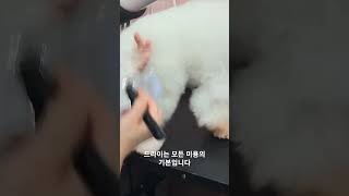 드라이하는 울 실장님 잘한다 잘한다 드라이 끝났네~!!ㅎㅎ  #바비펫샵