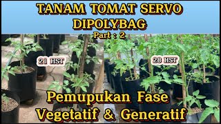 PEMUPUKAN TOMAT DI POLIBAG : FASE VEGETATIF \u0026 FASE GENERATIF