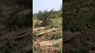 ដំឡូង និងល្មើរ Cassava ft Date Palm #cambodia#battambang #agriculture#farming#cassava #fypシ #foryou