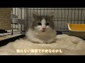 生後2ヶ月のもふもふ子猫がやってきた ノルウェージャンフォレストキャット