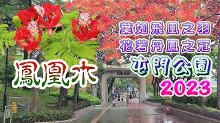 [輕輕鬆鬆，賞花遊蹤] 屯門公園 | 鳳凰木 森林火焰 金鳳 影樹 紅花楹 火樹 | Tuen Mun Park | Flame Tree | Flame of the Forest