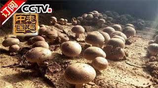 《走遍中国》 20161122 云和师傅走天下 | CCTV-4