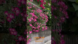 【HD動画】2024年5月20日  薔薇が満開です。 #flowers #garden #癒し#自然 #naturelovers #薔薇は美しく散る #ばらの花 #rosegarden