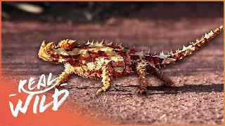 The Worlds Deadliest Reptiles | Race of Life | Real Wild