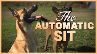 Teach Your Dog to Automatically Sit when Halted! Basic Obedience Dog Training