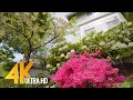 Summer Day in a Beautiful Flower Garden - 4K Relaxation Video with Birds Chirping - 4 HOURS