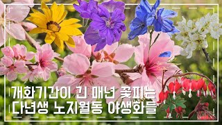 개화기간이 길고 매년 꽃피는 다년생 야생화들 / 꽃빛깔이 곱고 예쁜 봄 야생화 / 한번심으면 매년 꽃피는 다년생 야생화들