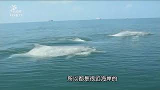 白海豚重要棲息環境生效 含苗中彰雲海域 20200901 公視中晝新聞