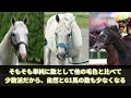 【競馬の反応集】「ここは宝塚芦毛倶楽部です」に対する視聴者の反応集