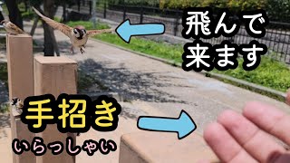 手の合図で飛んで来る　すずめ日記