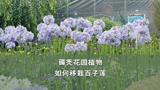 【海媽園藝生活32】薅禿花園植物，如何移栽百子蓮| Agapanthus