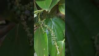 Ripe black pepper on the tree, species plantation.📍🇱🇰