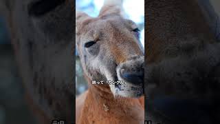 【豆知識】オーストラリアでの「カンガルー」の意味【雑学】#豆知識 #雑学 #勉強 #動画生成ai