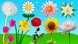 Flowers 🌻🌼🌷Names in English and Chinese常见花卉名称（中英文)