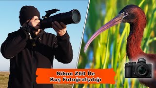 Nikon Z50 Kuş Fotoğrafçılığı Test. Nikon Z50 Wildlife Review.