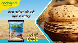 महिको कंपनी  के  गेहूं  MWL 8321 - 125 दिन मे तैयार #mahyco  #8321 #gehu #farming #gujrat best gehu