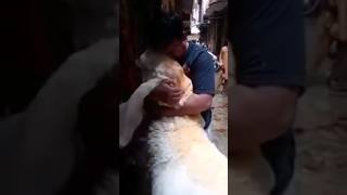 Emotional Bakra Eid. #shorts #tiktok #funnyvideo #viral #trending #sheep #bakre #goats