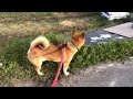 飼い主に砂を浴びせる柴犬