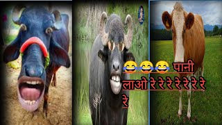 cow videos cartoon 🤣♥️ | Pani lao Re | Pani lao Re cow video | bhains Wall videos 😂🤣 2024