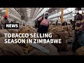 Zimbabwe kicks off tobacco selling season as it expects output surge | AFP