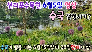 충남 태안 가볼만한 곳 / 천리포수목원 6월5일 영상 / 수국영상 / 수국의 만개시기 6월20일 경 예상/ 15일부터는 수국이 꽤 많이  / 수국 개화 절정 시기/알리움 기간티움