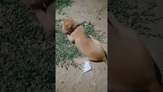 ayyo ivana Comedy #Dog reels 🐕#tamil