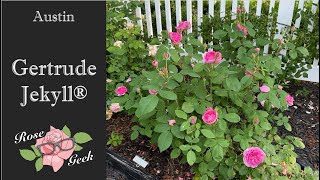 🌹Gertrude Jekyll®  (Ausboard) English Shrub Rose Bred By David Austin in 4k/ Zone 8a