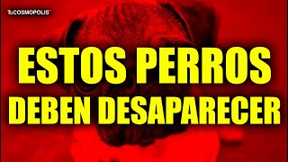 Urgente!!! ESTOS PERROS DEBEN DESAPARECER INMEDIATAMENTE