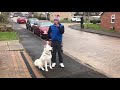 dog reactive akita session 1 part 1