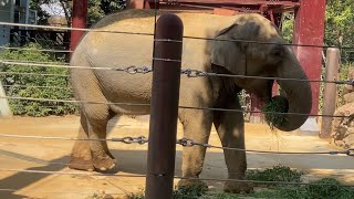 草を食べるアジアゾウ　上野動物園　Asian elephant eating grass